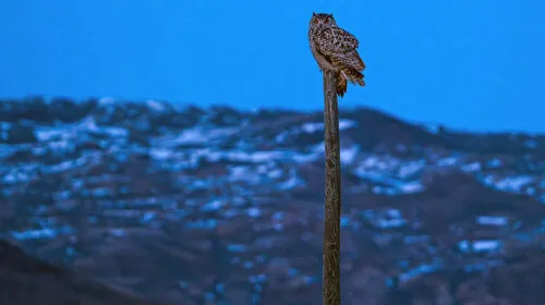 Sivas'ta Puhu Görüntülendi: Dev Baykuş Türkiye'yi Büyüledi!