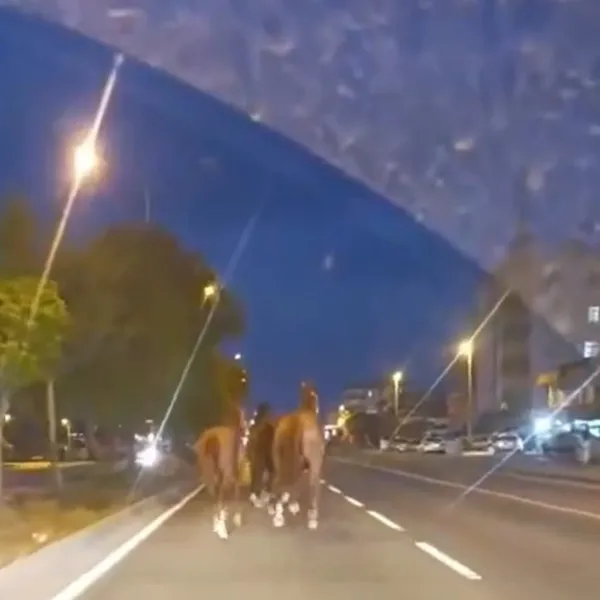 Atlar Firar Etti! Karayolu Yarış Pistine Döndü!