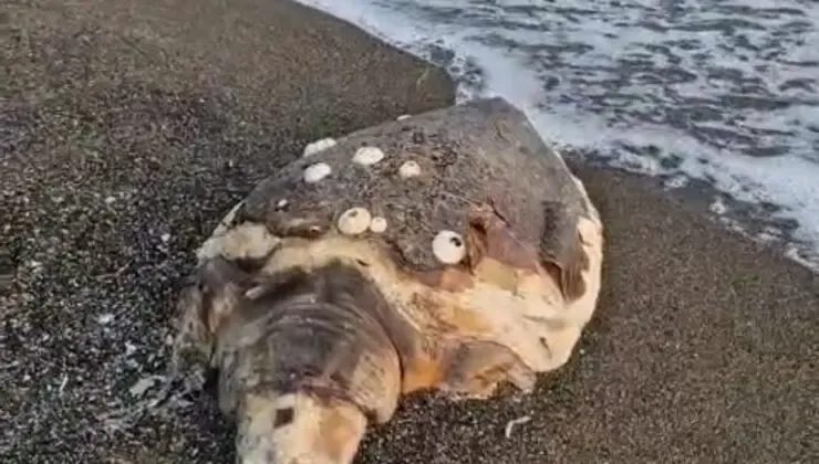 Caretta Caretta'ya Vahşet! Samandağ Sahili Alarm Veriyor!