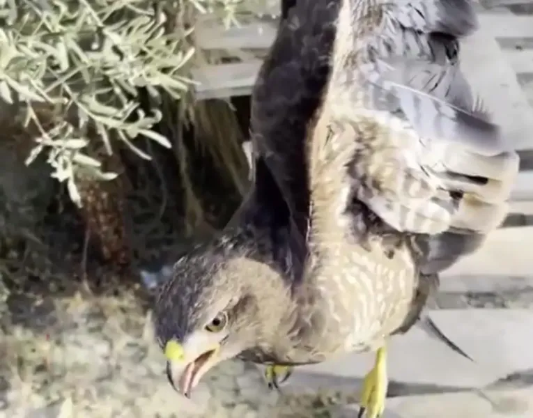 Samandağ’da Yaralı Şahin İçin Dakikalarla Yarışıldı