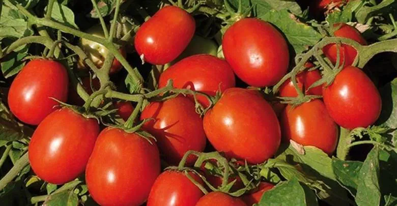 Sebze halinden alınan Çeri Domatesin market fiyatı şaşırttı