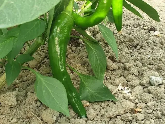 Türkiye’nin En Acı Biberinde Hasat Zamanı