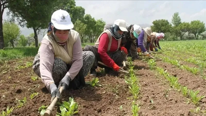 Tarım İşçisi Şoku! En Düşük Ücret Hangi İlde Veriliyor?