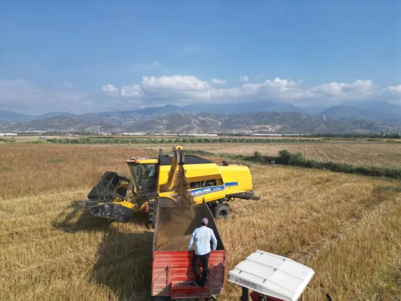 Türkiye’nin maydanoz tohumunun yüzde 75’i Hatay’dan