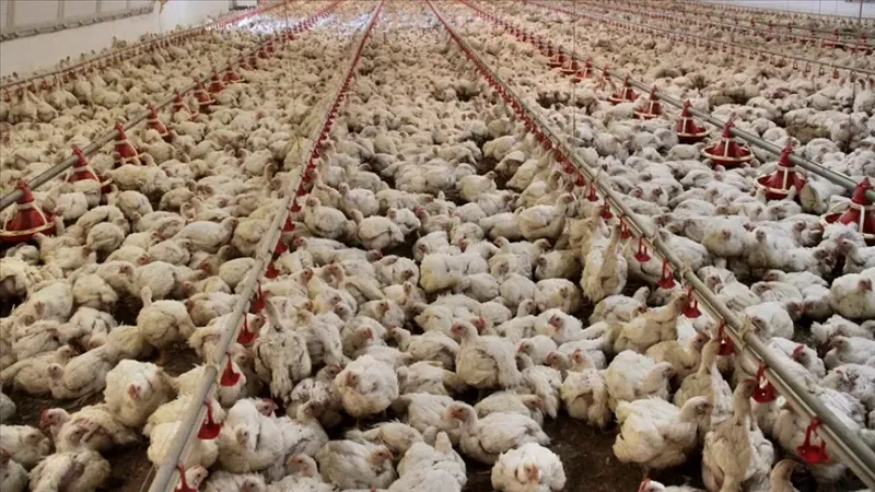 Tavuk Üretimi Rekor Kırdı! Eylül Ayı Rakamları Şaşırttı