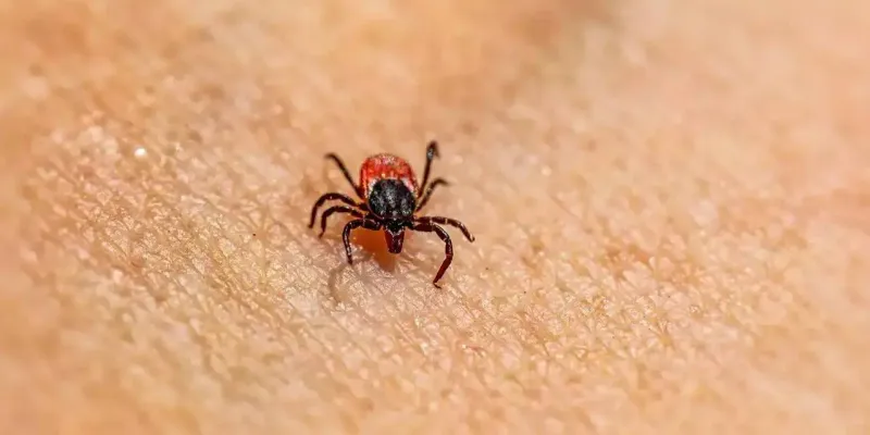 Kene Vücudunuzdaysa Aman Dikkat! Uzmanından Şok Uyarılar