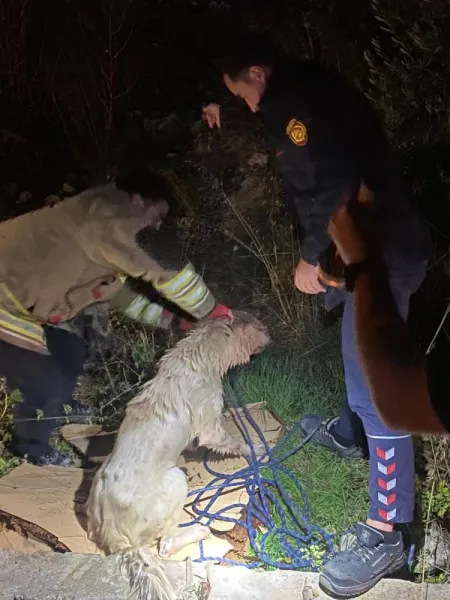 Kuyuda Mahsur Kalan Köpekler Kurtarıldı! İşte O Anlar