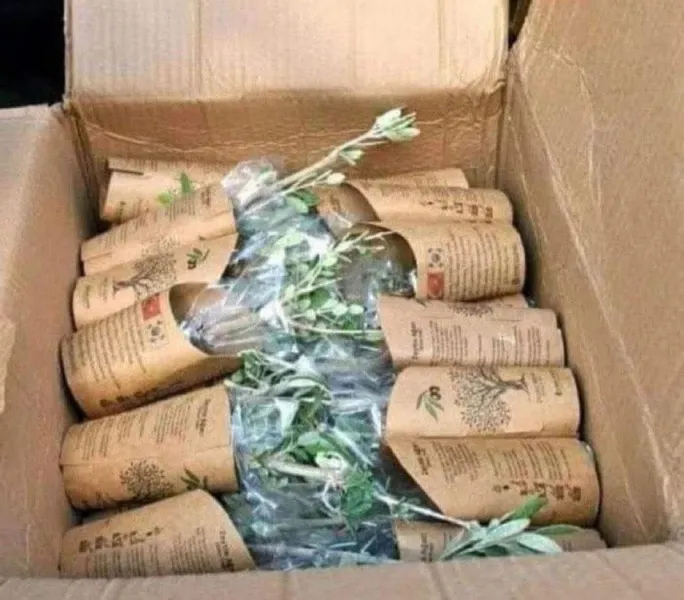 Vefanın Adı Hatay’da: 3043 Şehit İçin 3043 Zeytin Fidanı