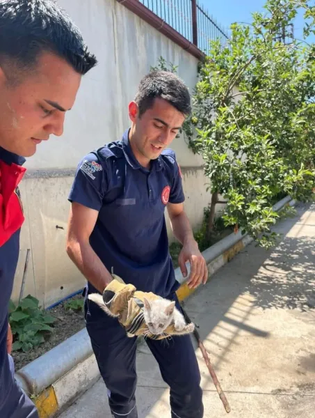 Yavru Kedinin Hayatını Duyarlı Sürücü Kurtardı