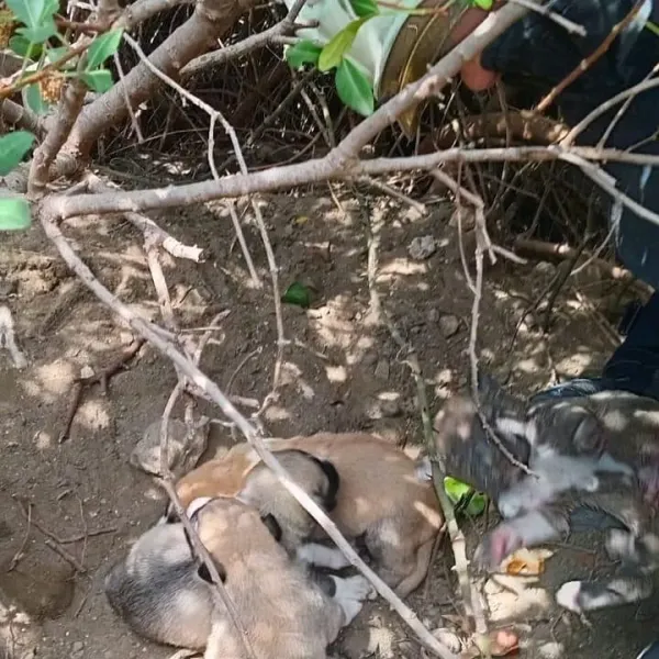 Yavru Köpeklerin Dramı İtfaiye ile Son Buldu